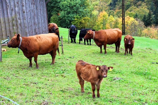 Rinder haben  fr die Landschaftspfleg...der Rckkehr der Tiere  in Kaltenbach.  | Foto: Rolf-Dieter Kanmacher