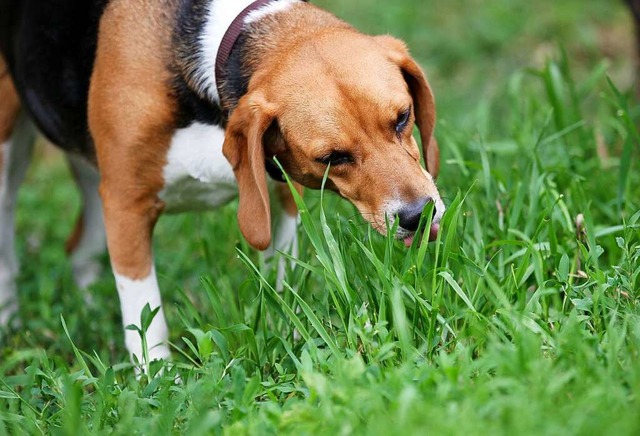 Eine Wiese speziell fr Hunde ist in Lahr vom Tisch.  | Foto: Jan Woitas (dpa)