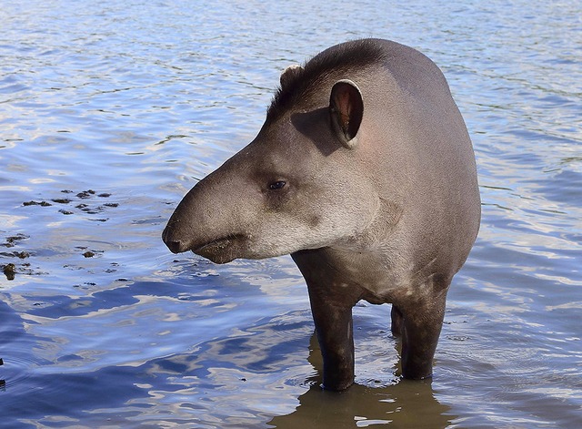 Tapire sind in Sdamerika noch weit verbreitet.  | Foto: imageBROKER/Peter Giovannini via www.imago-images.de