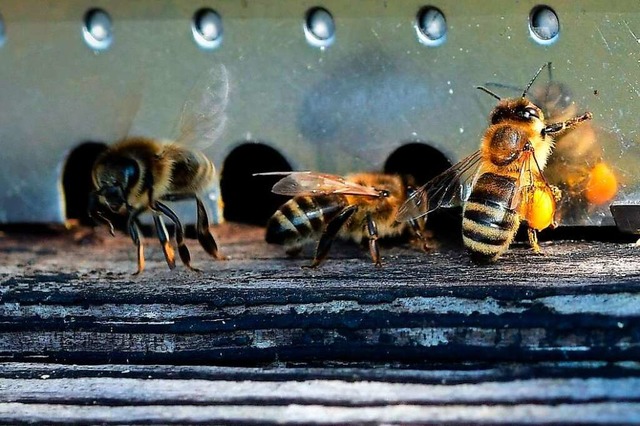 Bei den lauen Temperaturen der vergang...n Bienen aktiv zu werden (Symbolbild).  | Foto: Wilfried Meier