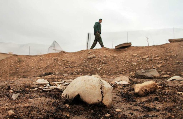 Knochen aus einem Massengrab in Sindschar im Nordirak   | Foto: Benno Schwinghammer (dpa)