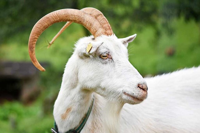 Ziegen leben in Mnstertal seit geraumer Zeit gefhrlich.  | Foto: Jonas Hirt