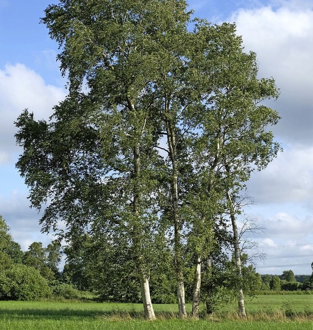 Der Baum des Jahres 2023, die Moor-Bir...oto), ist auch in Dachsberg zu finden.  | Foto: Rudolf Fenner/Frderverein Baum des Jahres