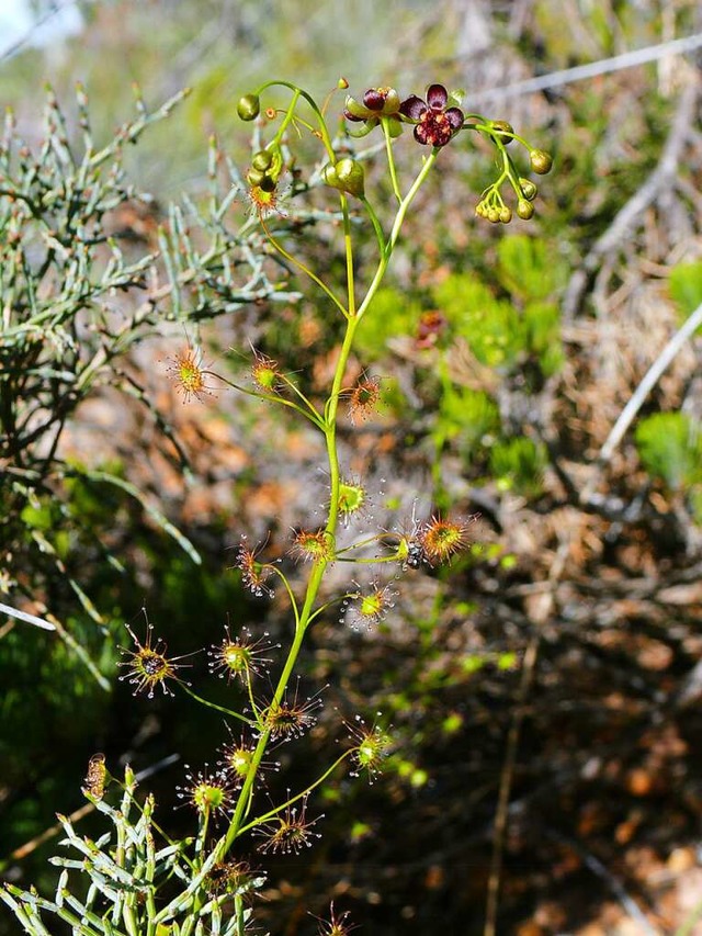 Die Drosera atrata ist eine Fleischfressende Pflanze.  | Foto: Andreas Fleischmann (dpa)