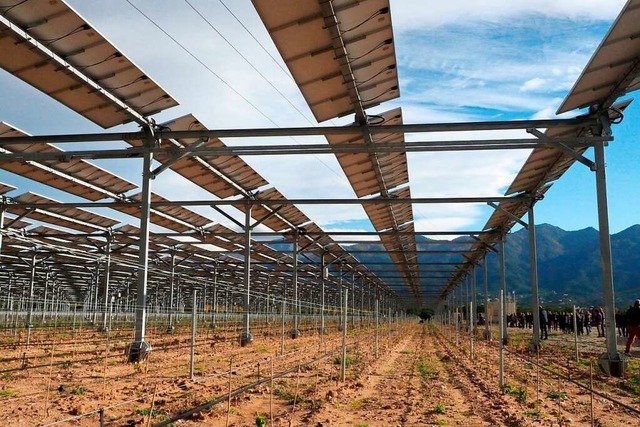 Photovoltaik ber Reben: eine Agri-PV-Anlage in Frankreich  | Foto: RAYMOND ROIG (afp)