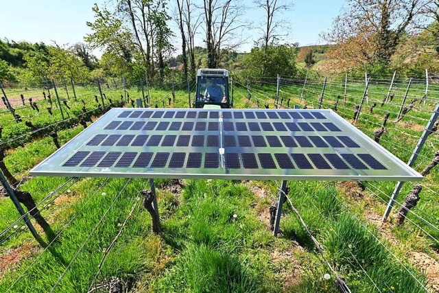 Solarmodule ber Rebflchen sollen in ...en im Rat haben eine groe Bandbreite.  | Foto: Thomas Kunz