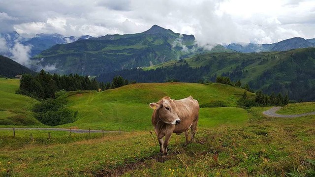 Mehr Vierbeiner als Menschen: Khe im Nebel  | Foto: Stefan Mertlik