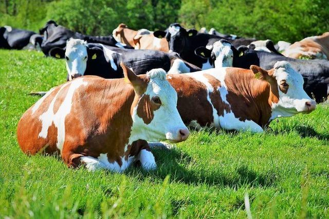 Der Milchmarkt steht kopf: Biomilch bringt’s zur Zeit nicht mehr