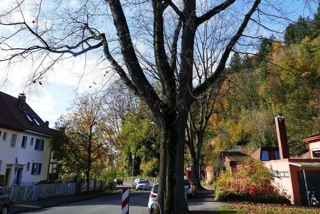 Bund fr Umwelt will mehr Bume in Waldkircher Straen