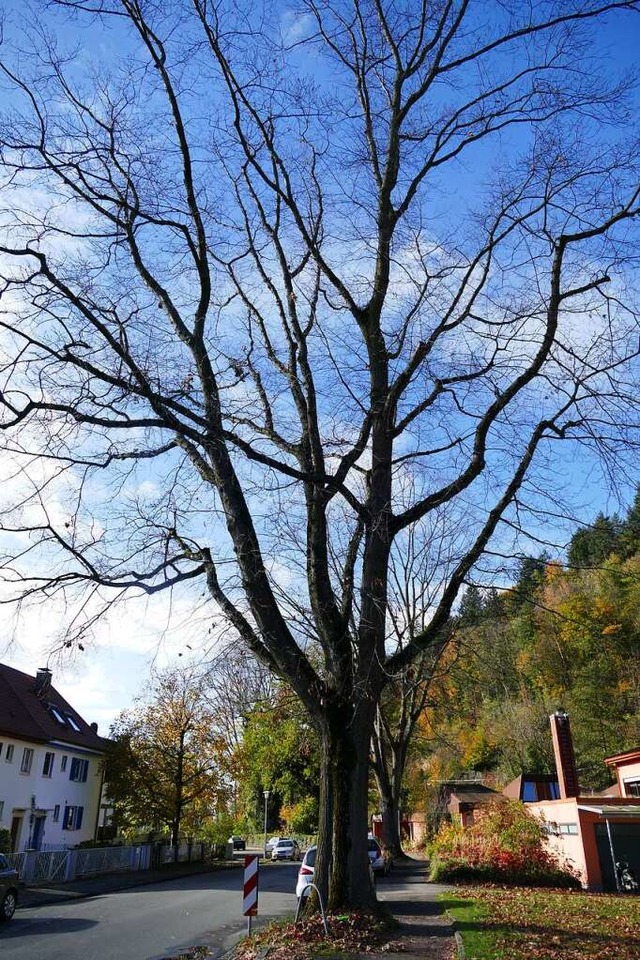 Solch stattliche Bume  wie diesen in ...ldkirch in den Straen nicht so viele.  | Foto: Felix Ruf