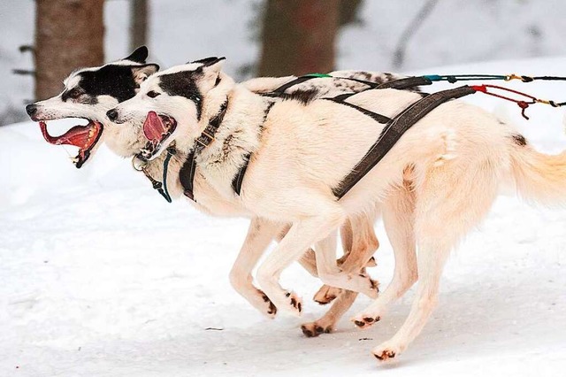 Im Jahr 2019 lag genug Schnee fr die Schlittenhunde  | Foto: Wolfgang Scheu