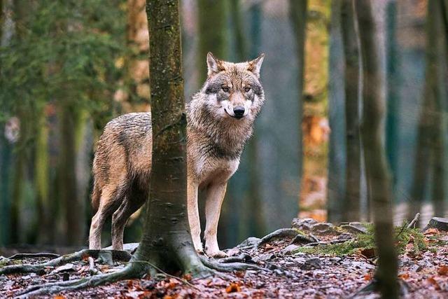 Schwarzwaldverein fordert klare Regeln fr mgliche Wolf-Abschsse