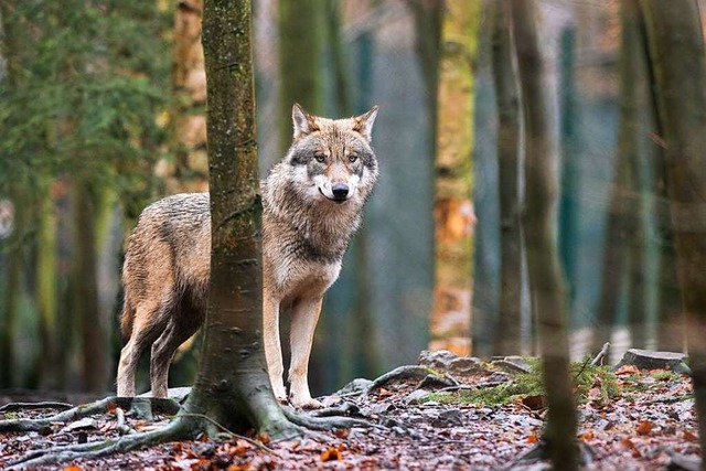 Manche Wlfe jagen nur Wildtiere, ande...s Regeln, die einen Abschuss erlauben.  | Foto: Klaus-Dietmar Gabbert (dpa)