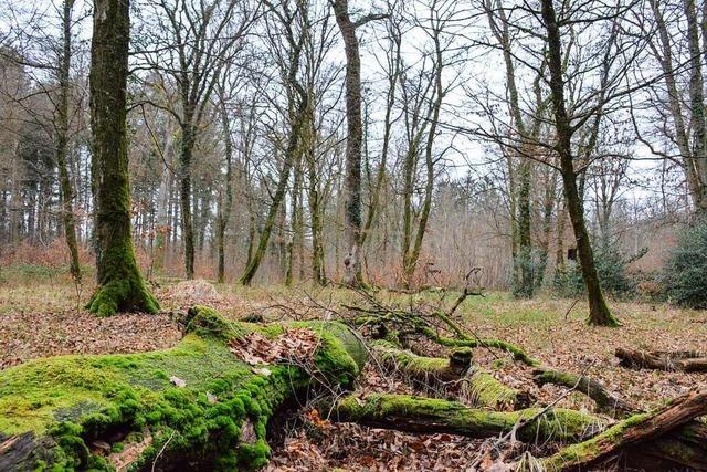 Im Denzlinger Wald gibt es sechs Waldrefugien fr Artenschutz