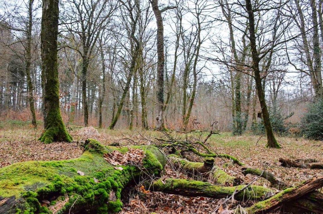 Totholz ist wertvoller Lebensraum für eine Vielzahl von Lebewesen im Wald.  | Foto: Gabriele Hennicke