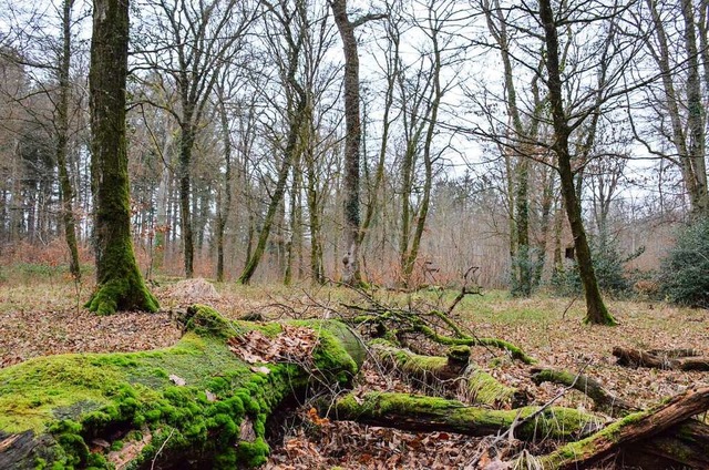 Totholz ist wertvoller Lebensraum fr eine Vielzahl von Lebewesen im Wald.  | Foto: Gabriele Hennicke