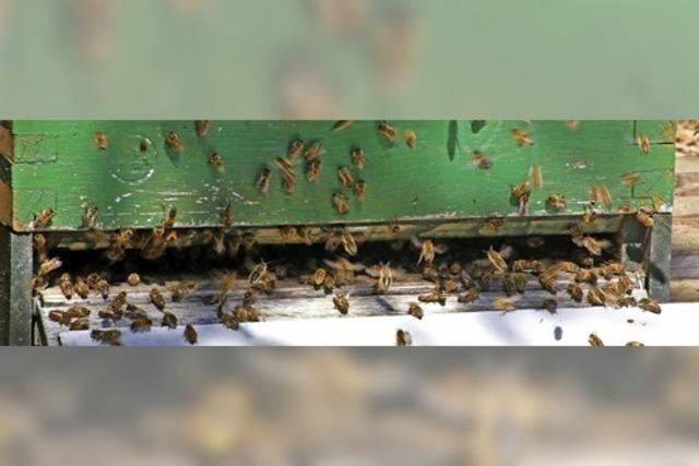 Von fleißigen Imkern und Bienen