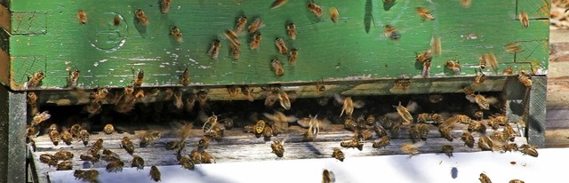 Wie pflegt man Bienenvlker richtig, w...der Imkerverein einem Kurs vermitteln.  | Foto: Dorothe Kuhlmann