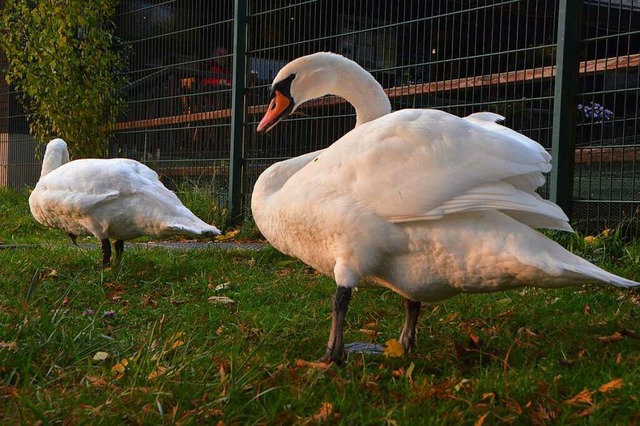 Schwne gehrten zwar zum jagdbaren Wi...hen Bereichen abschieen (Archivbild).  | Foto: Peter Gerigk