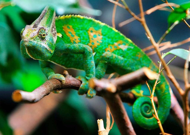 Ein Chamleon wird zu Hause hufig in einem Terrarium gehalten.  | Foto: Wolfgang Thieme (dpa)