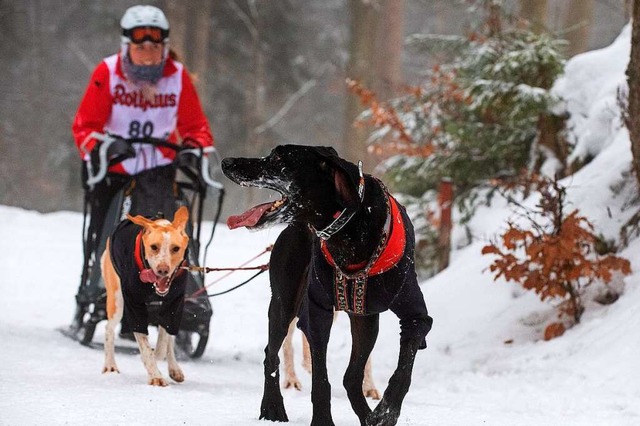 Schlittenhunde brauchen Schnee.  | Foto: Wolfgang Scheu