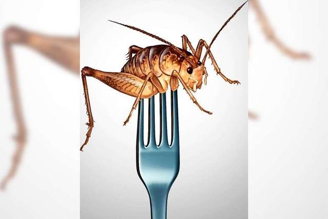 Warum werden Insekten gegessen?