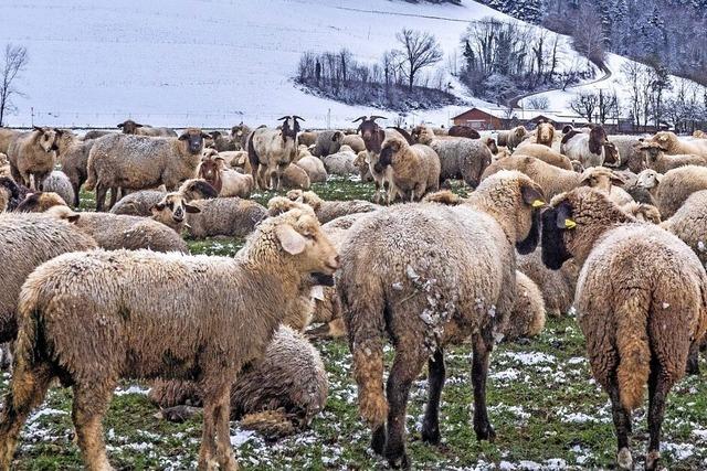 Schafe trotzen den niedrigen Temperaturen