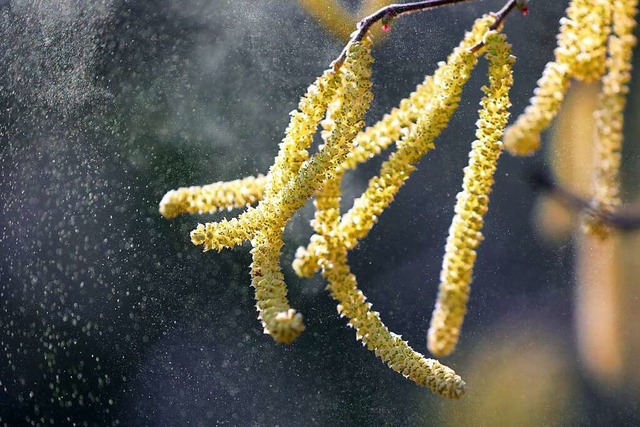 Allergiker haben es seit Wochen gesprt: Die Hasel-Pollen fliegen bereits.  | Foto: Wolfgang Kumm