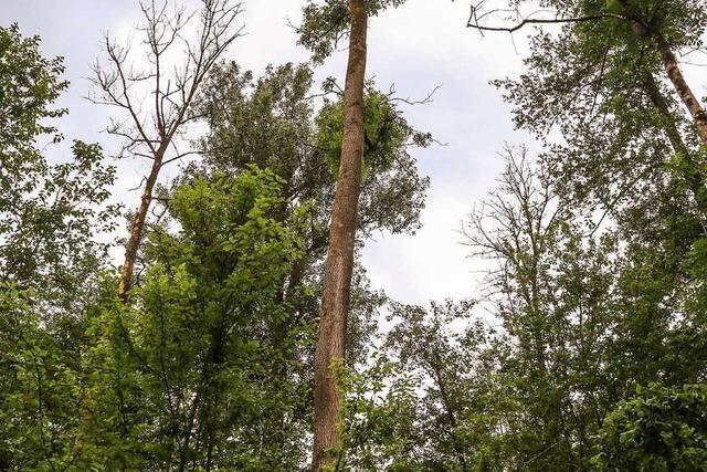 Die Nachfrage nach Bauholz sinkt in Kippenheim