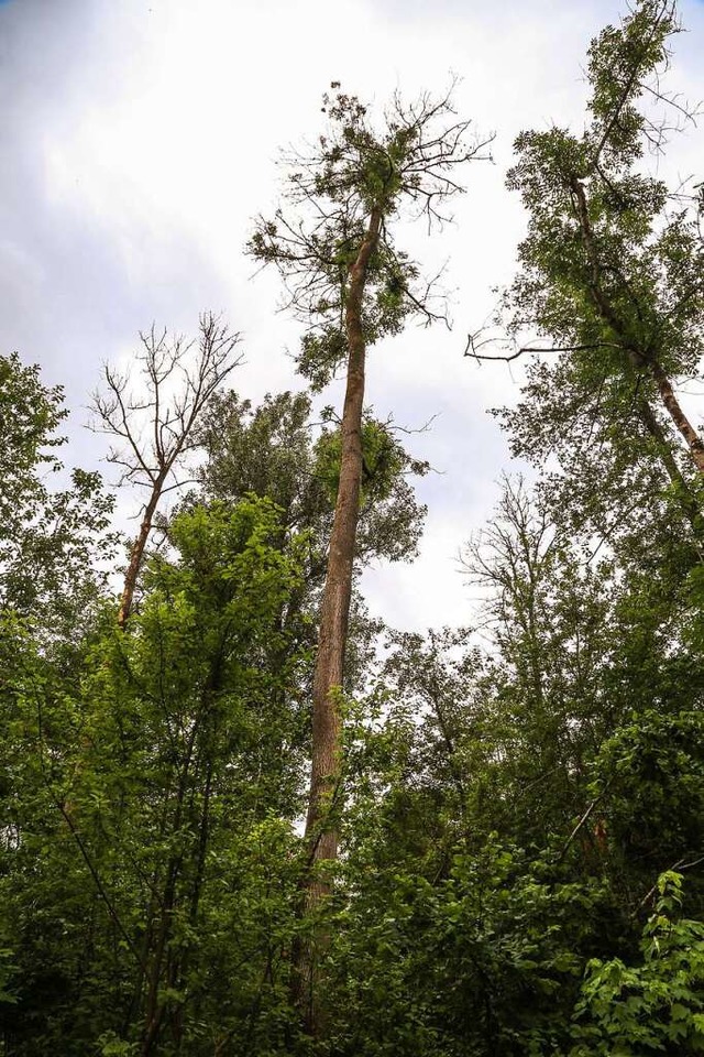 Im Auwald soll in Zukunft auf die Eiche gesetzt werden.  | Foto: Sandra Decoux-Kone