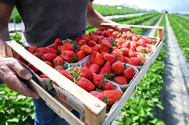 Obstbauer David Mild setzt auf regener...1; nicht nur beim Anbau von Erdbeeren.  | Foto: Felix Kstle (dpa)