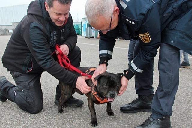 Nero und die Polizei - so läuft die Verhaltensprüfung für Kampfhunde