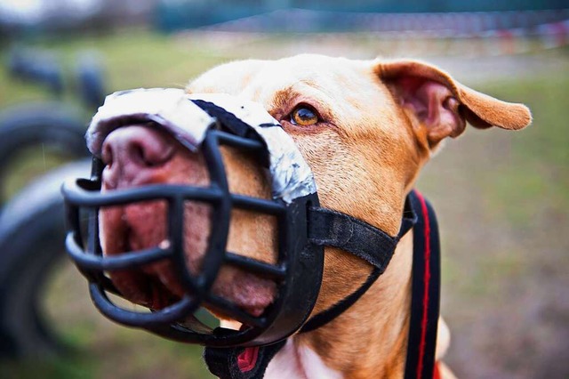 Hunderassen wie der Stafford-Terrier-M...ung es deshalb spezielle Gesetze gibt.  | Foto: Christina Sabrowsky