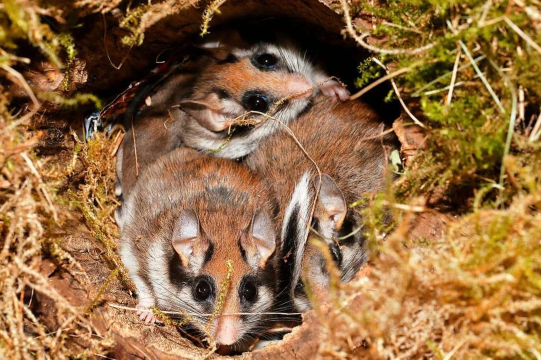 Der Gartenschlfer wird bis zu fnf Ja...r anderem Insekten, Frchte und Kerne.  | Foto: Kerstin Hinze