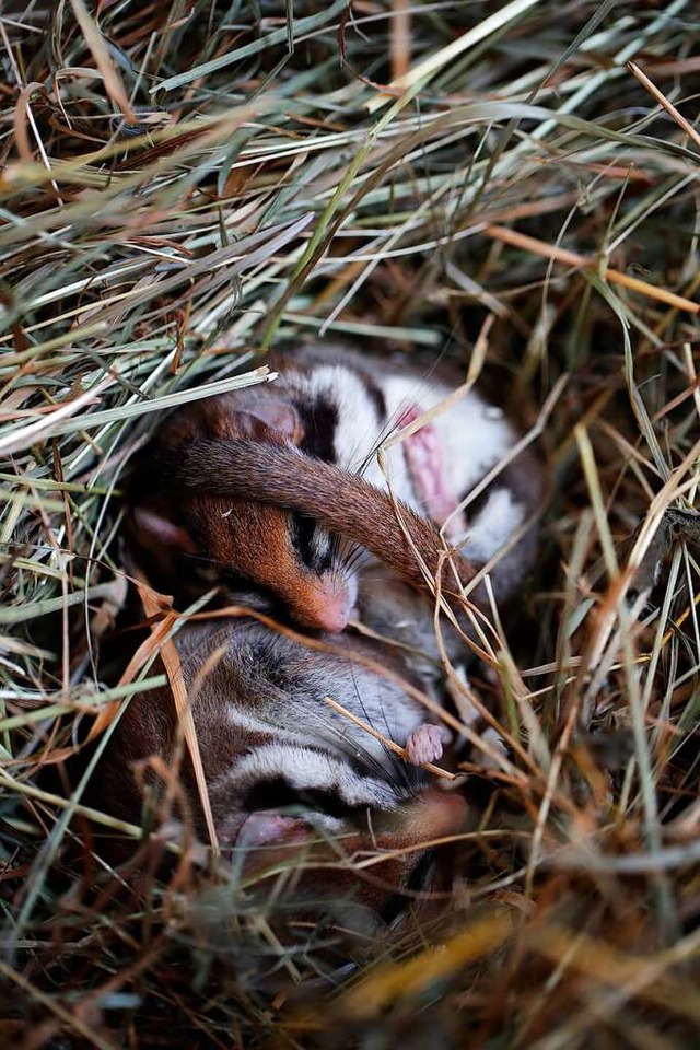 Das kleine Tier hlt sieben Monate im Jahr Winterschlaf.  | Foto: Kerstin Hinze