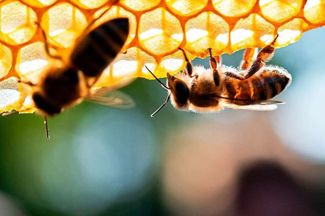 Honigbienen  | Foto: Sebastian Gollnow
