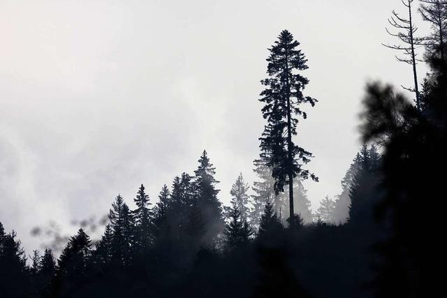 Der Schwarzwaldverein Seelbach freut sich ber die Nachzertifizierung des Qualittswegs