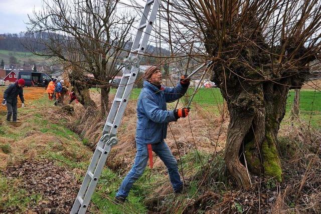 In Schliengen haben sich Leute zur Pflege von Weidenbäumen getroffen