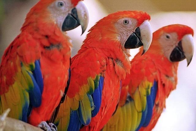 Ara-Papagei ist das Zootier des Jahres