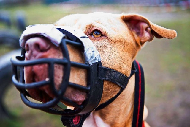 Kampfhunde sowie solche, die auffllig...die Verhaltensprfung bestanden haben.  | Foto: Christina Sabrowsky