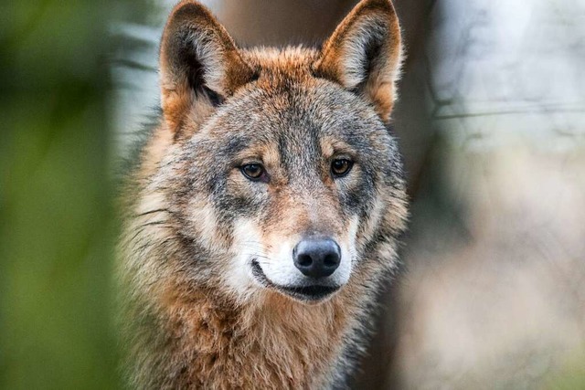 Archivbild eines Wolfes in einem Geheg...n sind mindestens zwei Wlfe sesshaft.  | Foto: Bernd Thissen (dpa)