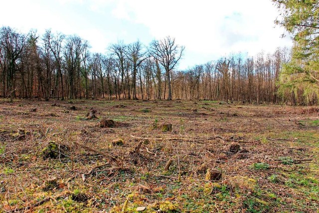 Trotz groer Anstrengungen zur Auffors... Forchheimer Wald noch einiges zu tun.  | Foto: Ruth Seitz