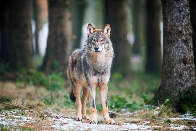 Bald könnte es das erste Wolfsrudel im Schwarzwald geben