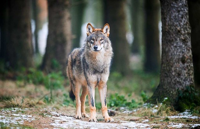 Archivbild eines Wolfes in einem Geheg...n sind mindestens zwei Wlfe sesshaft.  | Foto: Bernd Thissen (dpa)