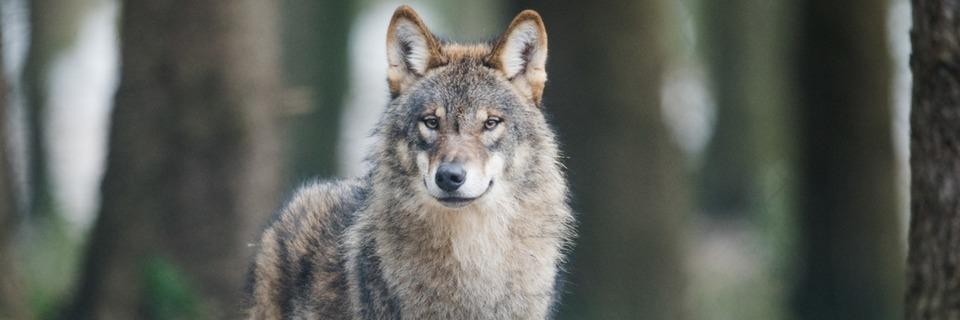Bald könnte es das erste Wolfsrudel im Schwarzwald geben