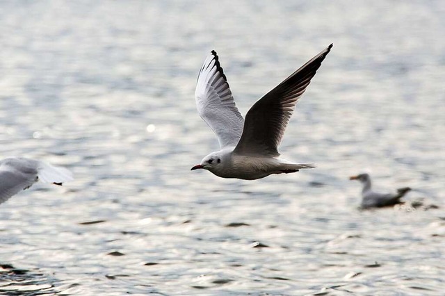 Zwei Vgel sind in Basel an der Vogelgrippe gestorben (Symbolbild).  | Foto: Silas Stein