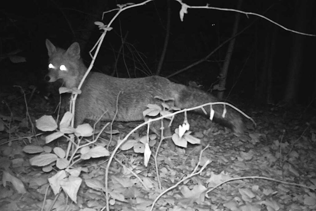 Ein Fuchs läuft mit Beute im Maul an der Kamera vorbei.  | Foto: Wildtierökologie Uni Freiburg