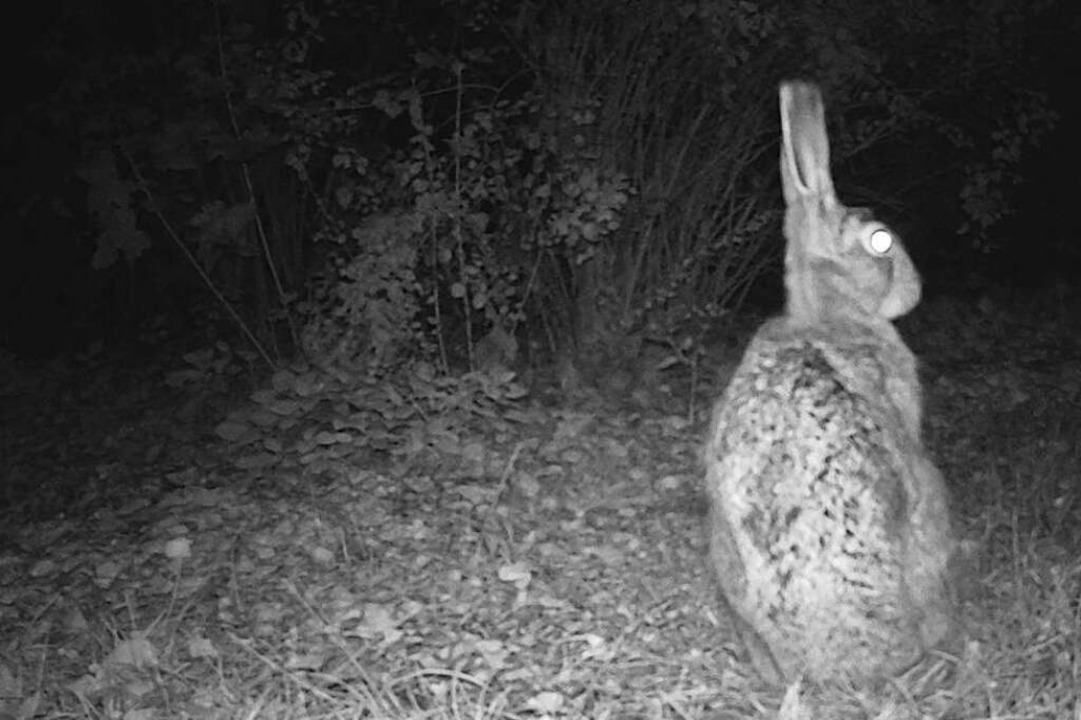 Auch ein Hase ist vor die Wildtierkamera gehoppelt.  | Foto: Wildtierkologie Uni Freiburg