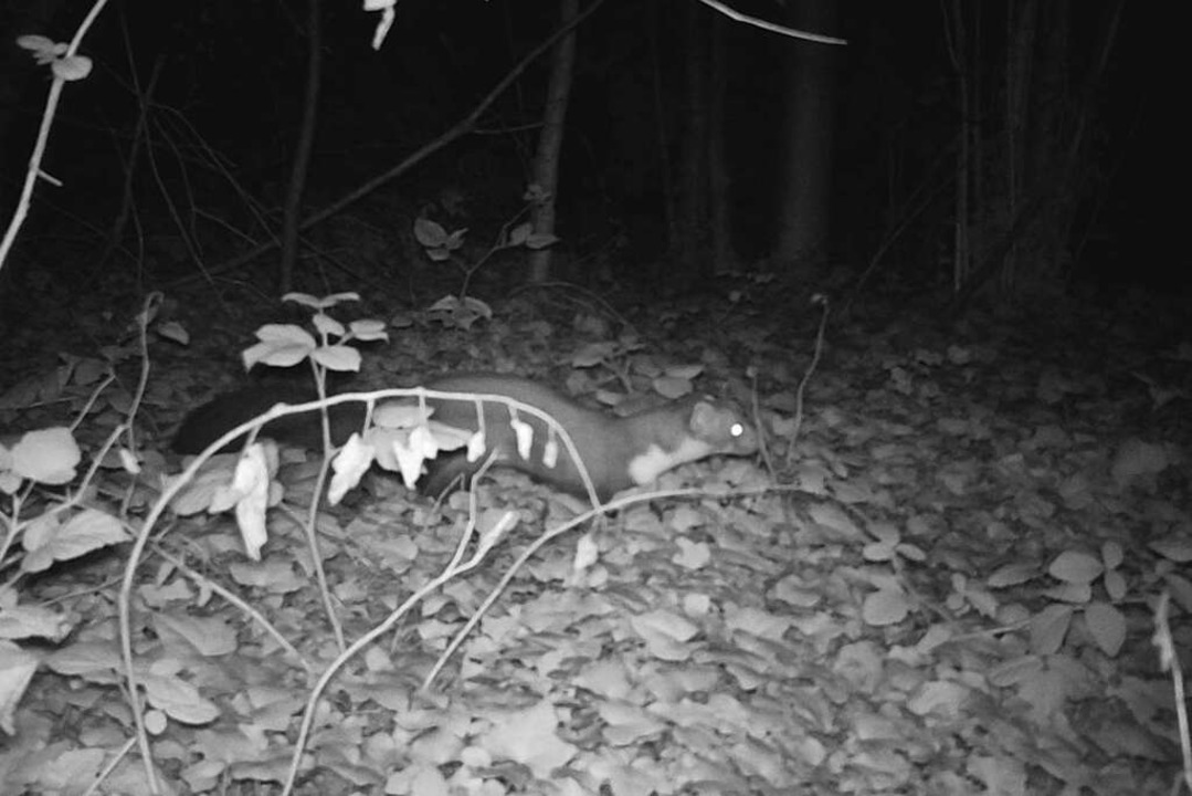 Ein Marder luft an der Wildtierkamera vorbei.  | Foto: Wildtierkologie Uni Freiburg