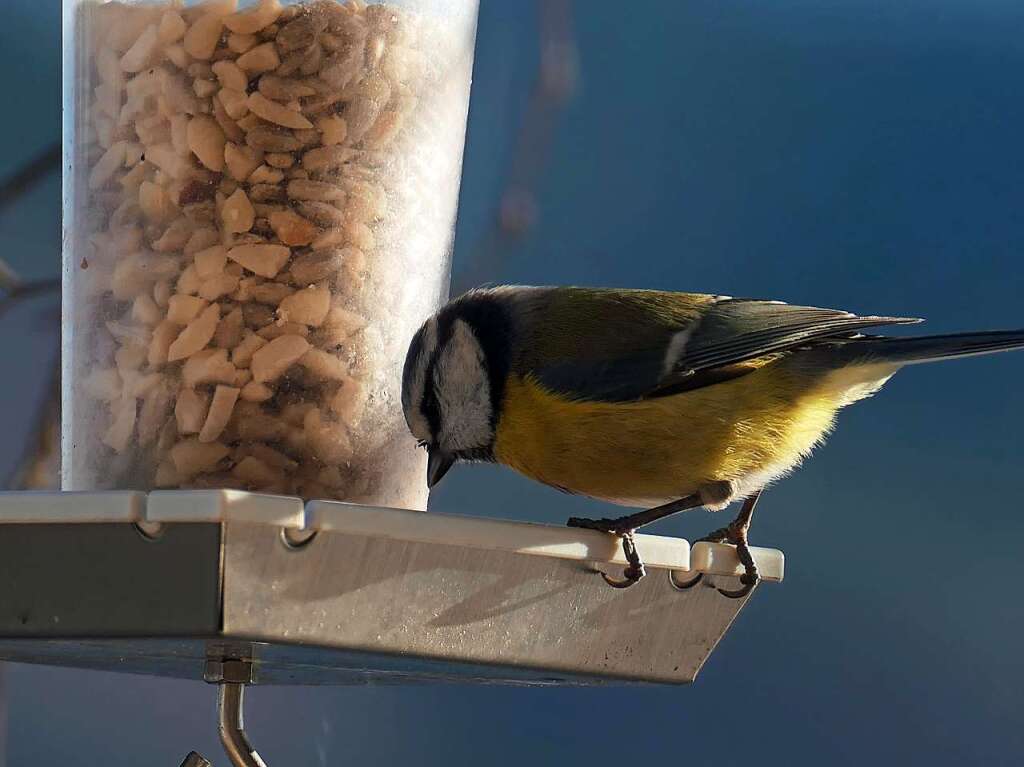 In diesem Winter <Text> sind viele Vogelfutterhuschen verwaist, weil die Vgel bei der milden Witterung gengend Nahrung finden. Nicht aber dieses in Denzlingen. Dort gehren die bunten Stieglitze und Blaumeisen zu den hufigsten Besuchern. </Text>